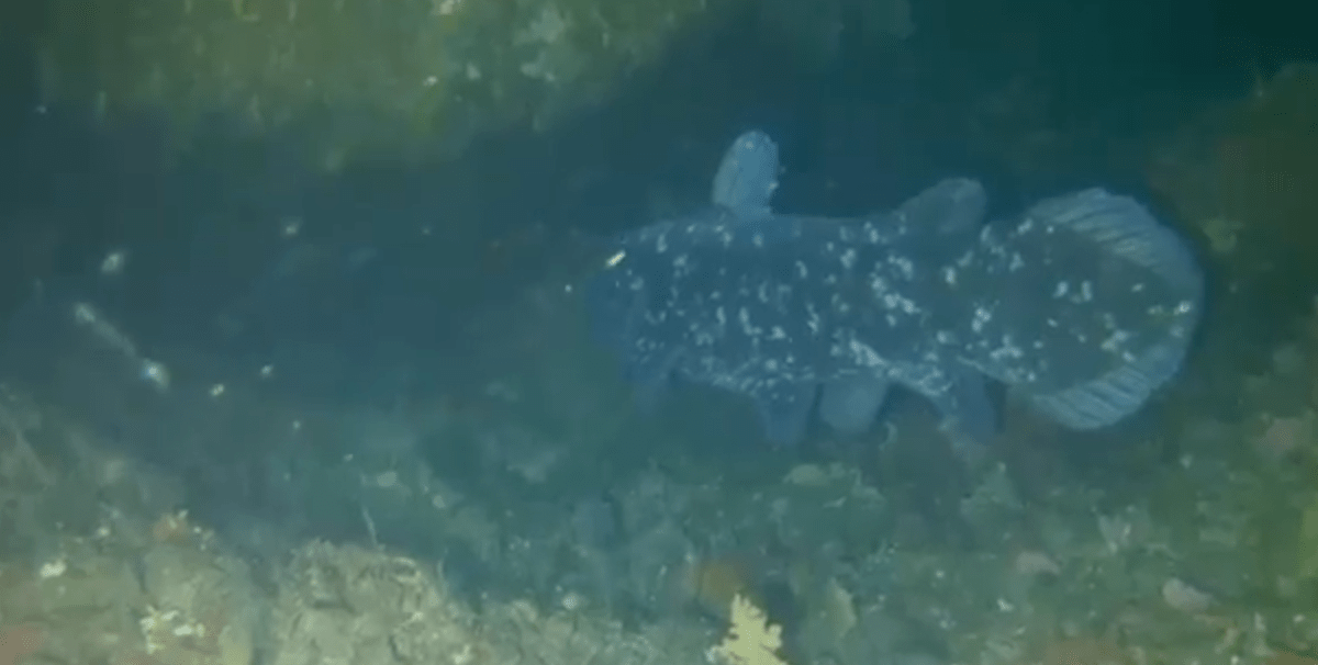 Image of coelacanth.